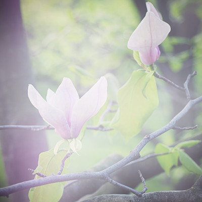 木兰的花