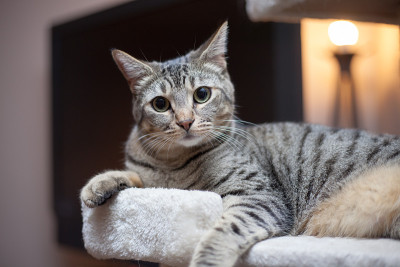 埃及猫的猫