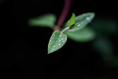 金银花叶上的雨滴