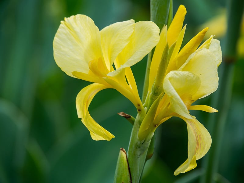 印度笋或非洲竹芋，塞拉利昂竹芋，美人蕉，美人蕉科，美人蕉百合，公园里的花，自然背景