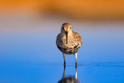 水鸟和五彩缤纷的大自然背景。常见的水鸟:鹬。Calidris ferruginea。