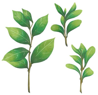 一套夏季手绘植物枝条