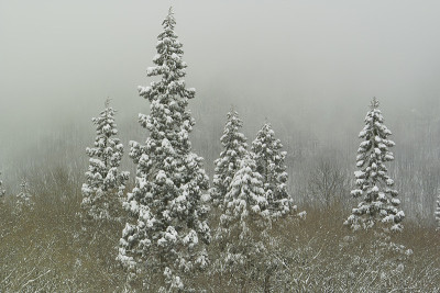 雪松