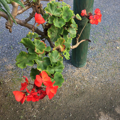 天竺葵花在沥青背景上，小红花
