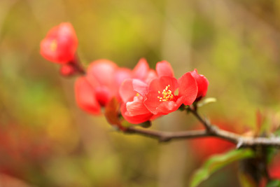 木瓜的花