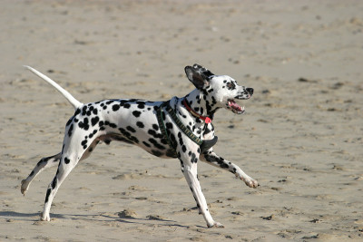 Dalmation