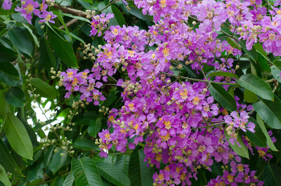 衣兰odorata