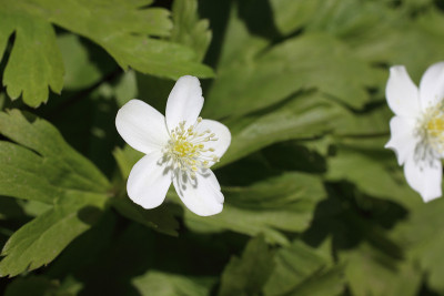 Hepatica之花
