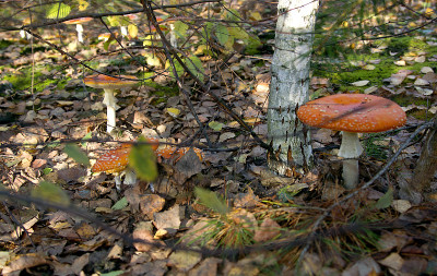 amanitas
