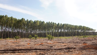 桉树造林。