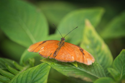 绿叶上的蝴蝶(Dryas Iulia)。