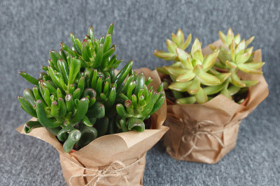“Gollum”和“Golden Glow”多肉植物景天
