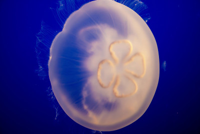 水母