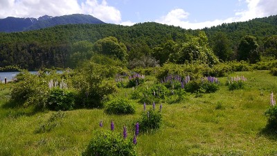 阿根廷巴塔哥尼亚湖泊和河流
