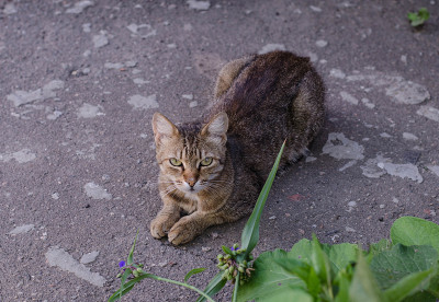 流浪猫正在睡觉。院子里，小花猫在散步。宠物。