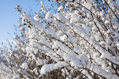 冬天有浆果的雪覆盖的镶边篱笆