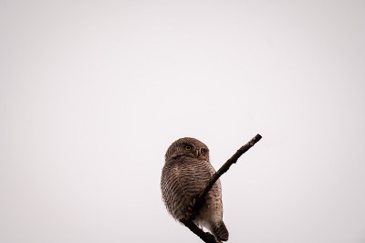 丛林小猫头鹰或条纹丛林小猫头鹰或Glaucidium radiatum栖息在亚洲印度北阿坎德邦jim