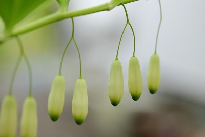flower200037