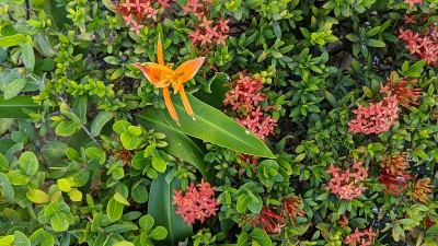 热带植物(photo4)