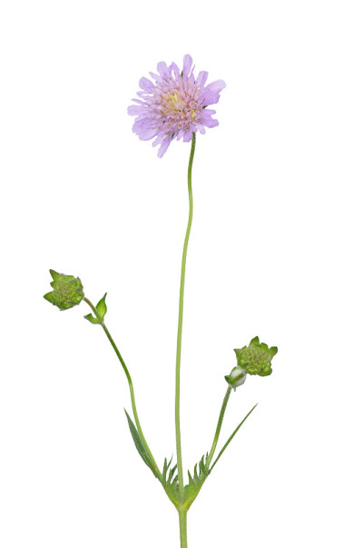 小疥疮(灵灰疥疮)
