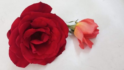黑玫瑰花特写。