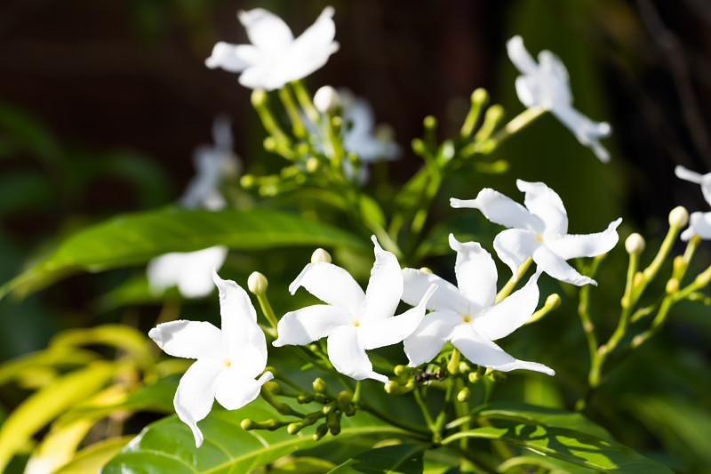 百合在白天的树上开花