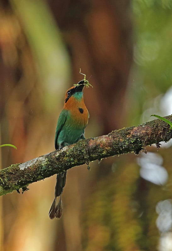 Broad-billed Motmot