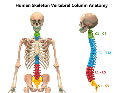 人体骨骼系统解剖脊柱前、侧位视图