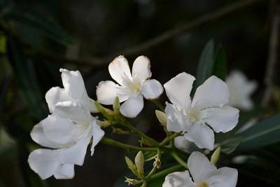 三朵半乳白色的花和花蕾