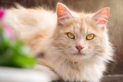 姜毛绒绒的猫和夏季花园