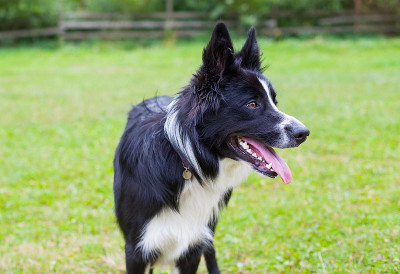 边境牧羊犬品种