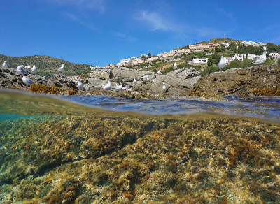 地中海海鸥岩石海岸藻类水下