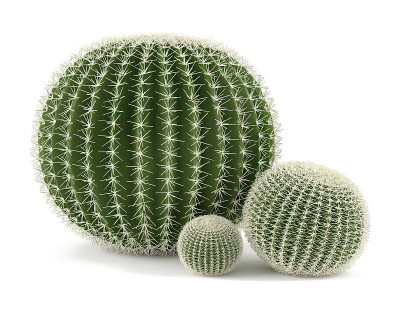 Plant isolated. Echinocactus grusonii