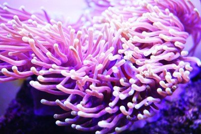 海葵彩虹流