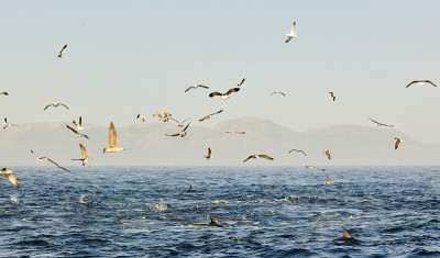 一群海豚和一群鸟