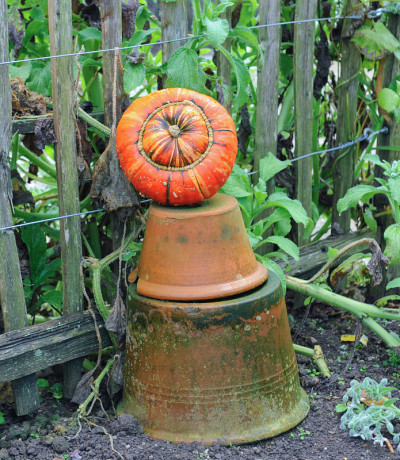 土耳其头巾南瓜(Cucurbita maxima)