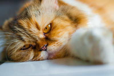 猫的肖像