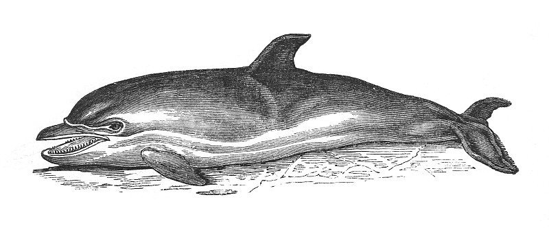 普通海豚(Delphinus delphis) -复古雕刻插图