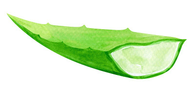 芦荟水彩手绘颜料，芦荟叶分离白，芦荟插图