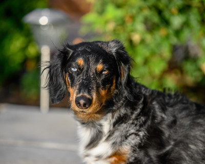 腊肠犬的肖像