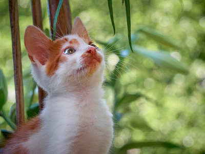 草丛里的小猫。