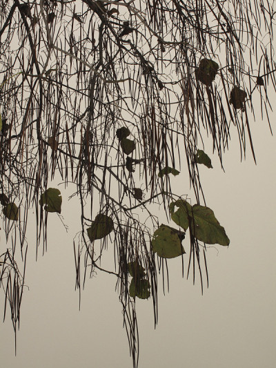 梓bignonioides
