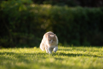 运行的猫