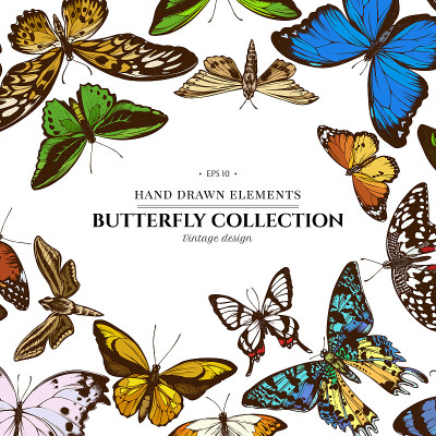 Colored elements design with  great orange-tip, em
