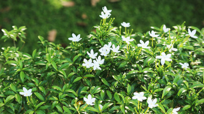 路边的茉莉花正在盛开
