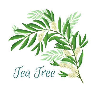 Tea tree branch with flowers and leaves. Malaleuca