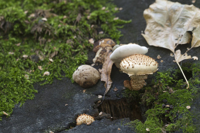 Pholiota squarrosa蘑菇