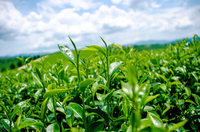 茶芽和茶叶