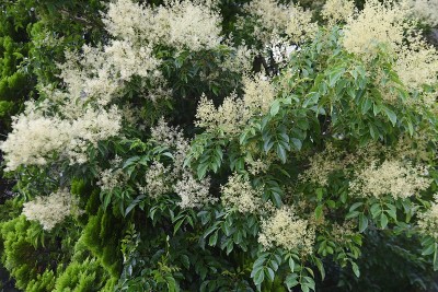 格里菲斯的白蜡树(Fraxinus griffithii)花。