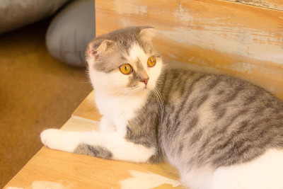 猫好奇的目光。英国短毛猫